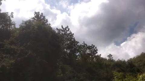 Lush Greenery Under a Cloudy Sky Stock Footage 334102892