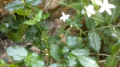 Lush Greenery in the Wild Vídeo Stock 334103184
