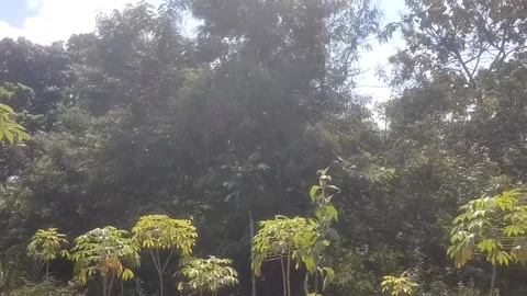 Lush Greenery in the Woods 스톡 동영상 335936860