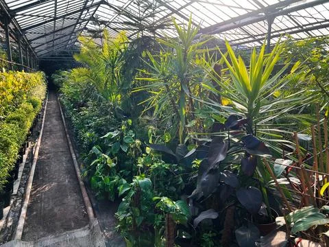 Lush greenhouse environment with a diverse array of thriving green plants Fotos de archivo