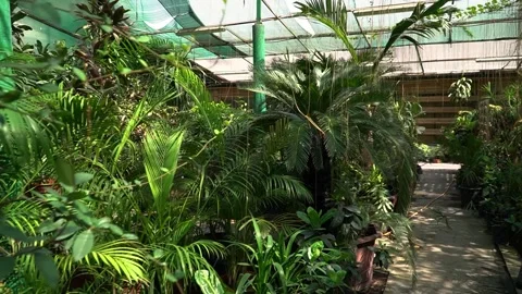 Lush Greenhouse Interior Video stock 317472732