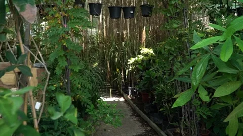 Lush Greenhouse Pathway Stock Footage 317472699