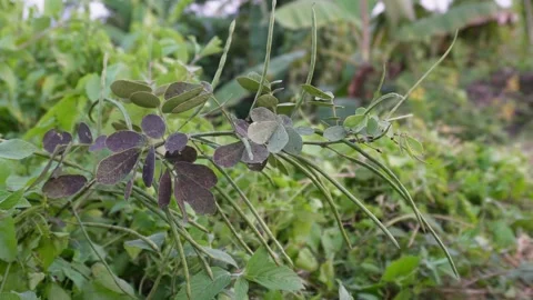 Lush Greenish Purple Sickle Senna Stock-Footage 326160553