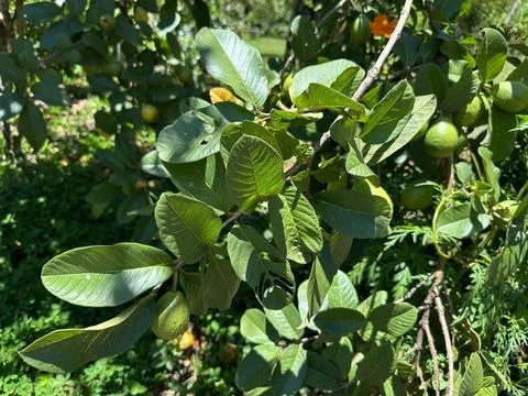 Lush guava tree foliage Stock Photos