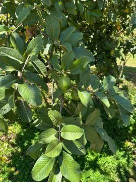Lush guava tree foliage Stock Photos