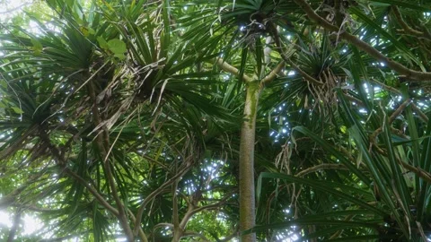 Lush Hala Tree Pandanus tectorius in a Hawaiian Botanical Garden Stock Footage 317143410