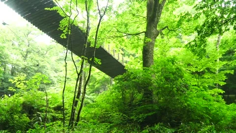 Lush Hanakuna Valley Video stock 333127370