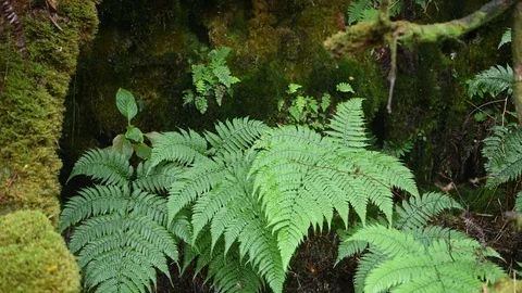 Lush Hawaii Ferns Stock Footage 120699463