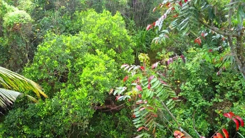 This lush, high-angle shot captures the vibrant diversity of a tropical forest 스톡 동영상 331042981