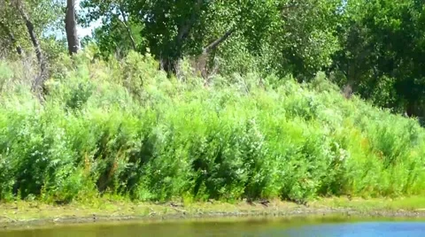 Lush High Desert Carson River Video stock 40751044