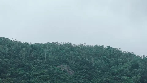 A lush hillside in dense forest under an overcast sky, captured in slow motion 库存影片 338266275