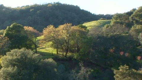 Lush hillside with dense trees at Low Gap Park in Ukiah, Northern California USA Stock Footage 101855582