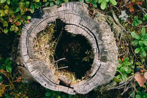 Lush, hollow tree stump Stock Photos
