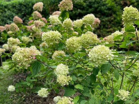 Lush hydrangea flowers Stock Photos