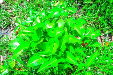 A lush Ipomoea aquatica tree by the drain Stock-Fotos