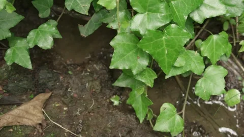 Lush Ivy and Moving Stream Close-Up 스톡 동영상 310568241