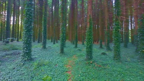 Lush ivy covered tree trunks in deep green woods in Ireland Stock Footage 340434633