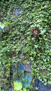 Lush ivy covers a stone wall with various green plants and ferns. Foto stock