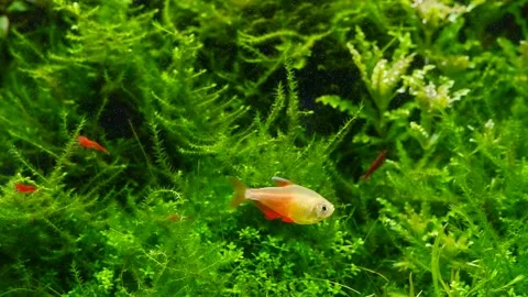 Lush java moss in a beautiful freshwater tropical ryoboku aquascape detail Vídeos de archivo 179146389