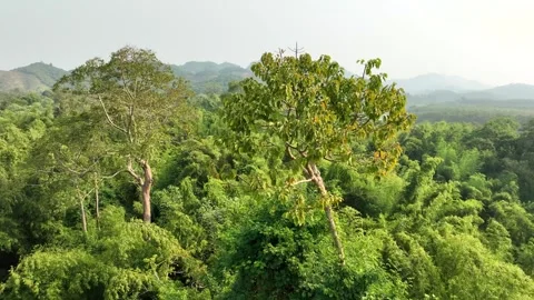 Lush jungle environment, tall imposing woodland region, aerial parallax Stock-Footage 304597523