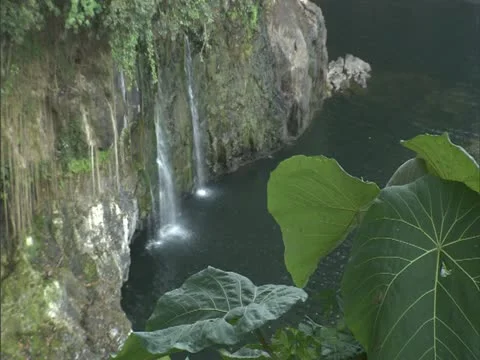 Lush Jungle Stock Footage 22243120