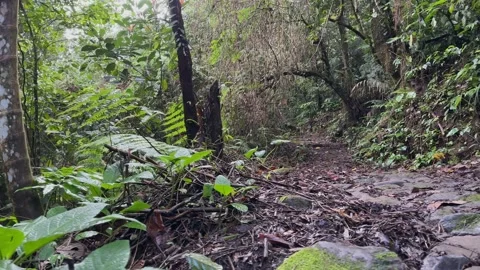 Lush Jungle Path Revealed, Dense Tropical Rainforest, Low Angle Tracking Shot Stock-Footage 325645789