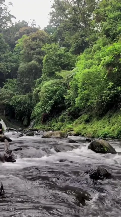Lush Jungle River Flow Stock Footage 341629152