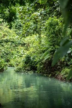 Lush jungle river flowing through vibrant tropical forest Stock Photos