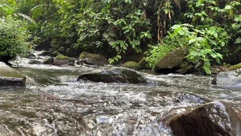 Lush Jungle Stream Flowing Over Rocks, Green Rainforest Environment Stock Footage 325645421