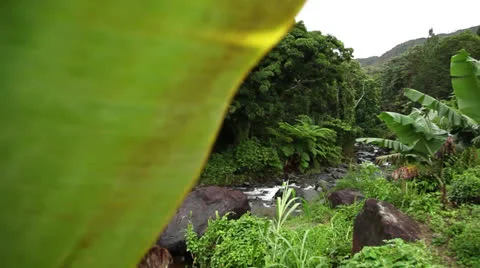 Lush Jungle stream past leaf Vídeos de archivo 26228634