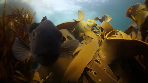 Lush Kelp forest in wide angle with fish attacking lens Video stock 56875154