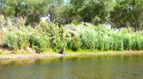 Lush Landscape Surrounding the Carson River Video stock 40751050