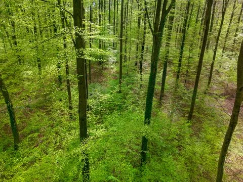 Lush landscape teeming with deciduous trees and groundcover plants Stock Photos