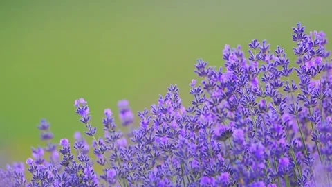 Lush lavender blooms dancing softly with nature's green backdrop, shot in Stock Footage 295053002