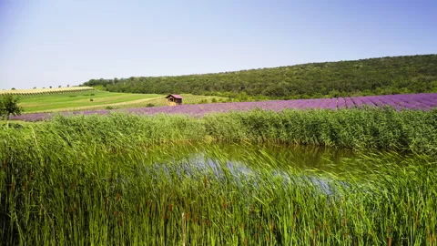 Lush lavender fields bathed in sunshine beneath clear blue skies in an idyllic Stock Footage 280597836
