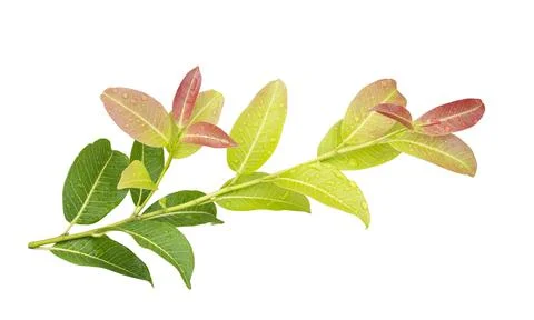 Lush leaf and twig isolated on white background Stock Photos