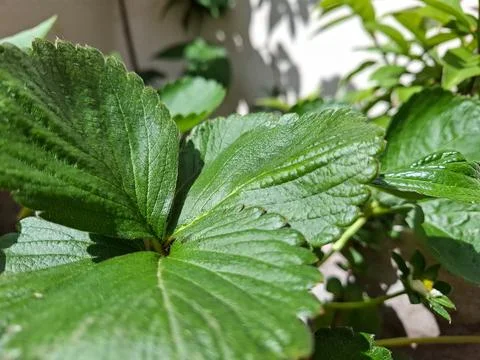 Lush Leaf Texture in Sunlight Stock Photos
