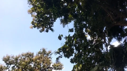 Lush Leafy Canopy Under a Clear Stock-Footage 331934510