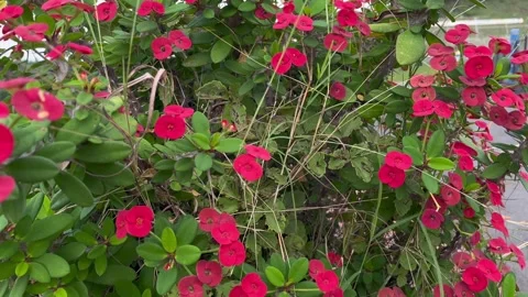 Lush leafy floral background Stock Footage 307613490