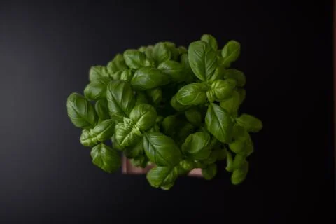 Lush leaves of basil Stock Photos