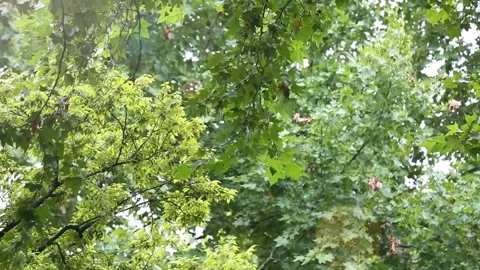 Lush leaves Stock Footage 234494239