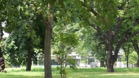 Lush leaves of trees at a park moving with the wind Stock Footage 340410979