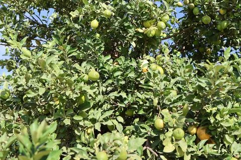 A lush lemon tree laden with ripe fruit against a bright blue sky Stock Photos