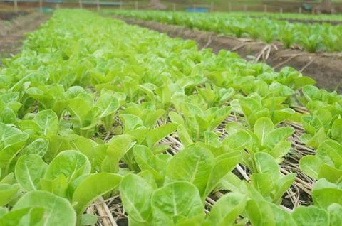 Lush lettuce fields thrive in tropical Thailand Stock Photos
