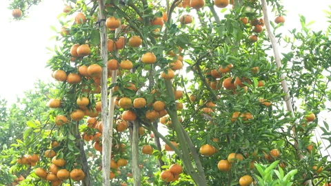 Lush Mandarin Orange Tree Laden with Fruit in Vietnam Orchard Stock Footage 326746092