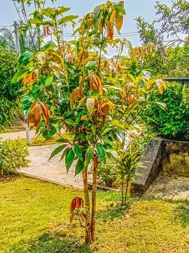 A lush mango tree after being fertilized Stock Photos