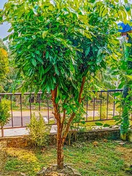 A lush mango tree after being fertilized Stock Photos