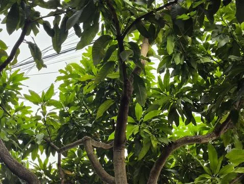 Lush mango tree branches with dense green leaves under bright daylight Stock Photos