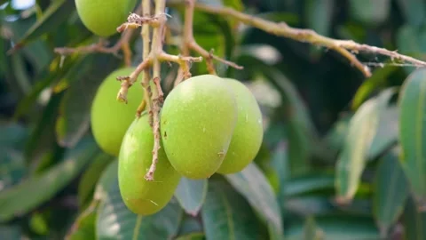 Lush mango tree laden with unripe green mangos 動画素材 246474192