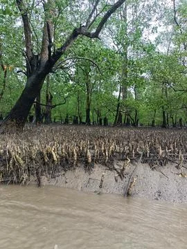 A lush mangrove forest. Stock Photos